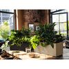 LECHUZA Plantenbak BALCONERA Stone 50 ALL-IN-ONE zwart