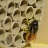 LUXUS-INSEKTENHOTELS Bijenhuis met papieren kokers en gaten