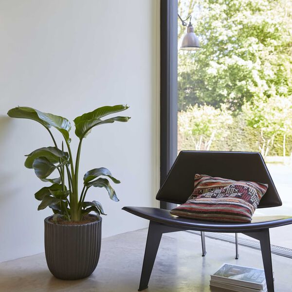 Capi Bloempot Urban Tube 35x34 cm zwart KBLT932