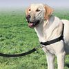 PetSafe Hondentuig Easy Walk L zwart