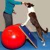 FitPAWS Balansbord extra groot 75x75 cm blauw