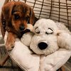 Snuggle Puppy Hondenknuffel met hartslag blond