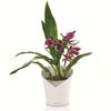 LECHUZA Plantenbak ORCHIDEA ALL-IN-ONE matwit