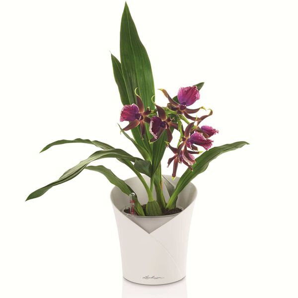 LECHUZA Plantenbak ORCHIDEA ALL-IN-ONE matwit