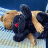 Snuggle Puppy Hondenknuffel met hartslag zwart