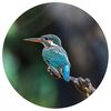 WallArt Behangcirkel The Kingfisher 190 cm