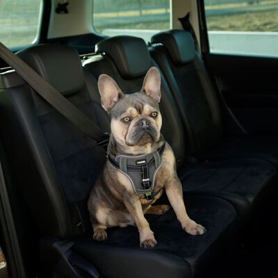 Kerbl Autoveiligheidstuig voor huisdieren 68-85 cm zwart