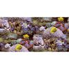 Noordwand Behang Good Vibes Coral and Tropical Fish geel en paars