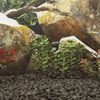 Miniatuurafbeelding van het product 2 van 5