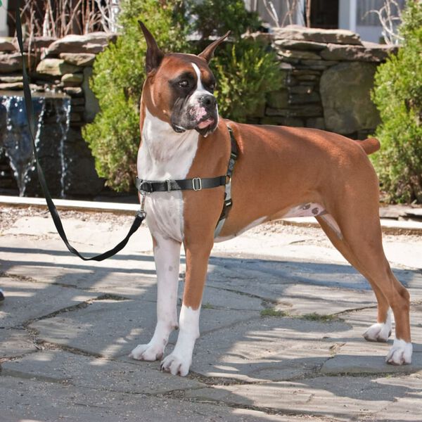 PetSafe Hondentuig Easy Walk XL zwart