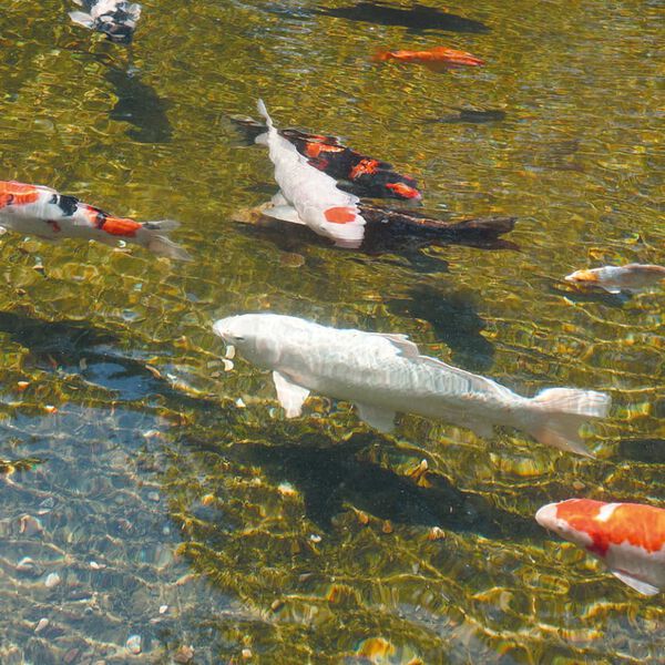 Ubbink AlgClear uv-c-eenheid 55000 55W 1355142