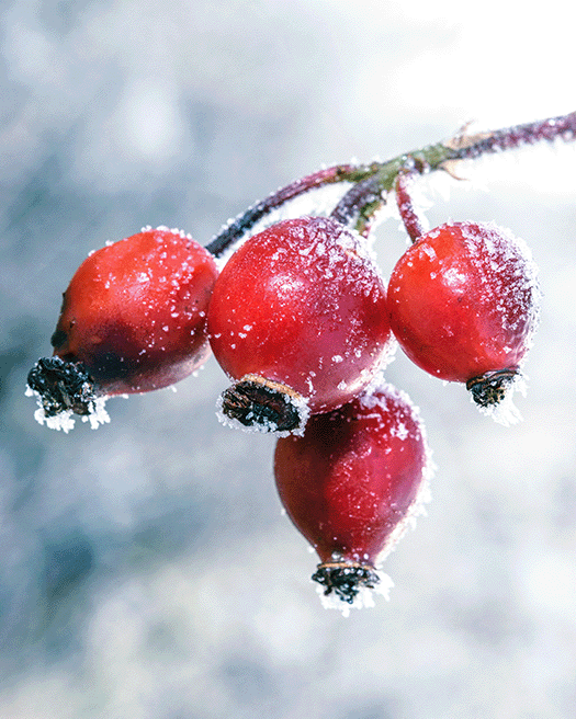 Red winter berries with frost